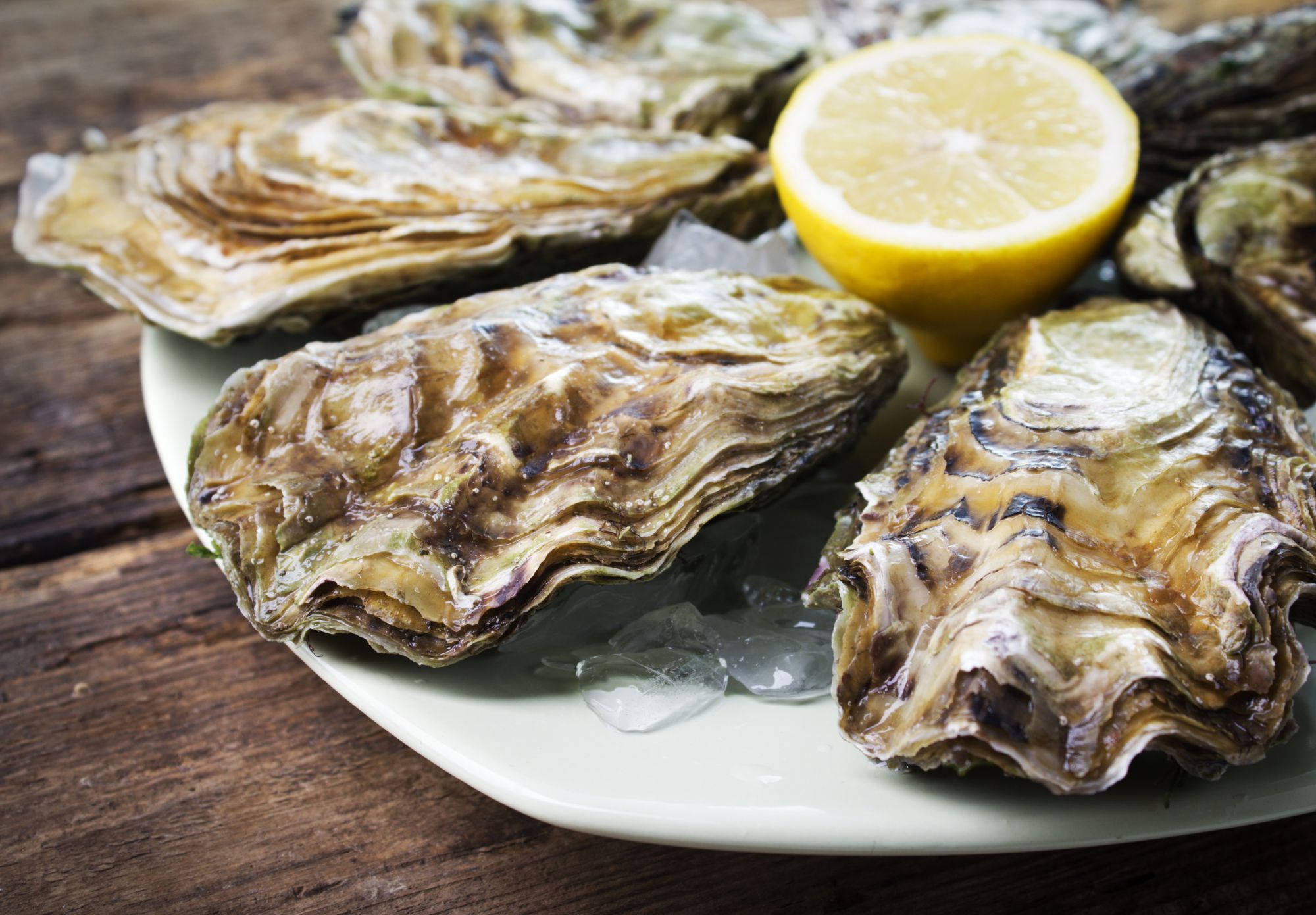 Oysters